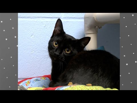 Video: Adoptable nedēļas suņa - Hugo