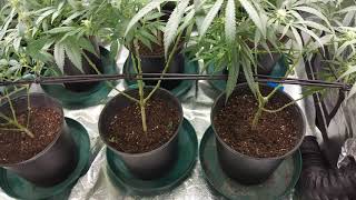 4x8 update: week 4 flower. defoliation and a surprise at the end