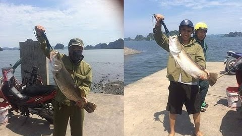 Tổng Hợp Câu Cá Vòn- Vược (Chẽm, Bass Fishing) Tại Cẩm Phả, Quảng Ninh- Tập 5