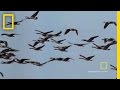 Geese Fly Together | National Geographic