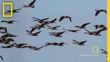 Geese Fly Together | National Geographic