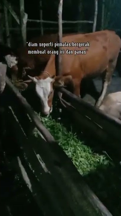 Story wa keren||30 Detik Terbaru||bergerak membuat iri & panas#tiktok#storywa#peternaksapiindonesia
