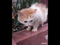 Manisah Sepertii Dalam Ketakutan #cat #Shorts