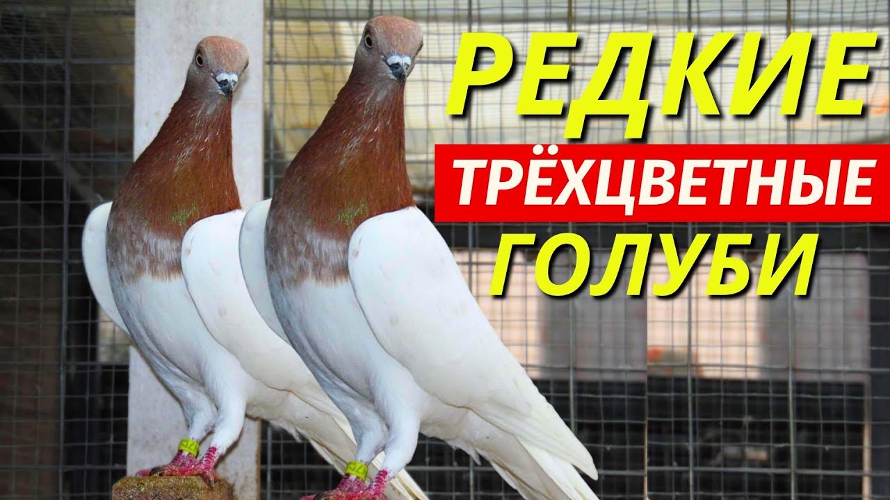 Красношейные Голуби дали РЕДКИХ трёхцветных голубят ✅😍  pigeon pigeons