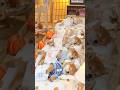 寝夢中柴犬子犬の超気持ち伸びセラピー Shiba Puppy’s Super Comfy Dream Stretch Therapy #柴プー