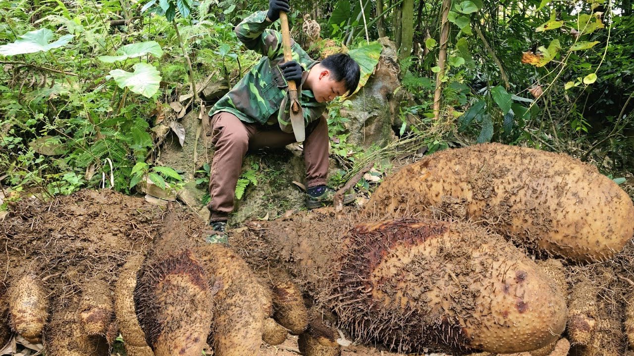 Trieu Kha followed the deep forest path, harvesting potatoes and herbs that fetched high prices.