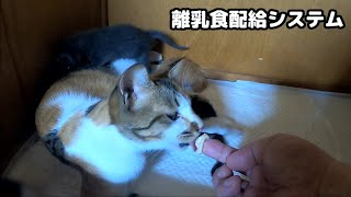 Mother cat eats baby food and distributes milk to kittens at the same time by あいねこ.Aineko 1,135 views 3 weeks ago 6 minutes, 31 seconds