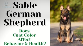 Sable German Shepherd: Does Coat Color Affect Behavior & Health?