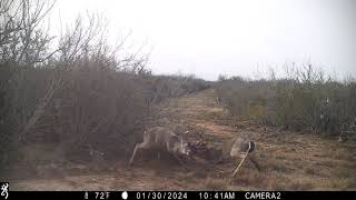 Whitetail Bucks Fighting in Webb County, near Laredo Texas.