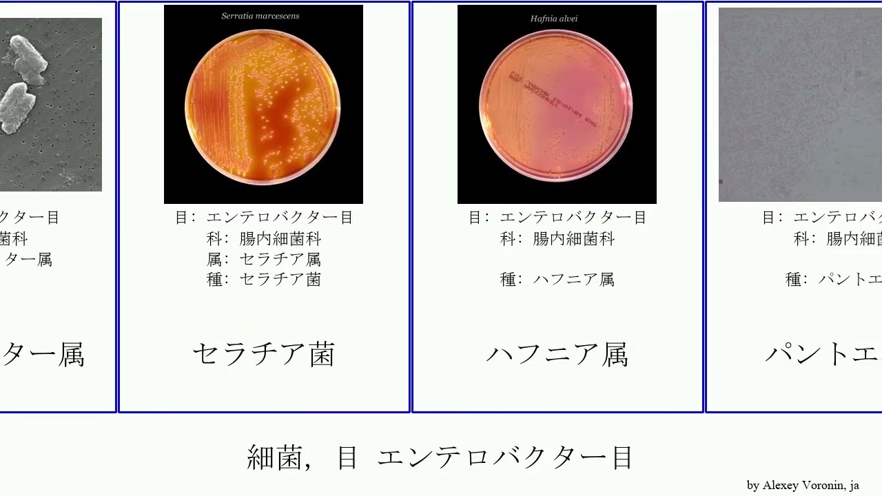 エンテロ 腸管系細菌