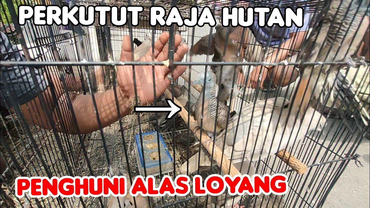 PERKUTUT RAJA HUTAN PENGHUNI ALAS LOYANG