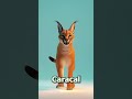 Meet the Puma Leopard and Bear | Kids Animal Learning