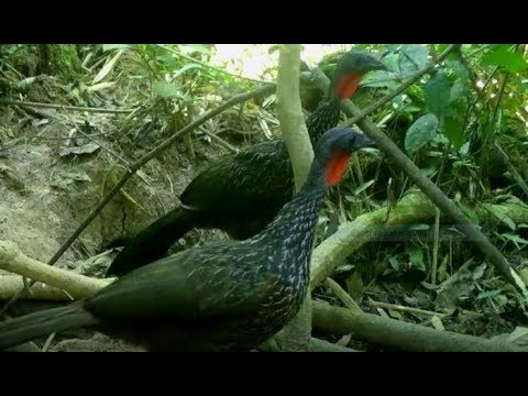 #MoradoresDaFloresta – episódio 8: jacamim-de-costas-brancas e jacu, aves da Amazônia