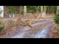Fox chasing a deer (Räv jagar ett rådjur)
