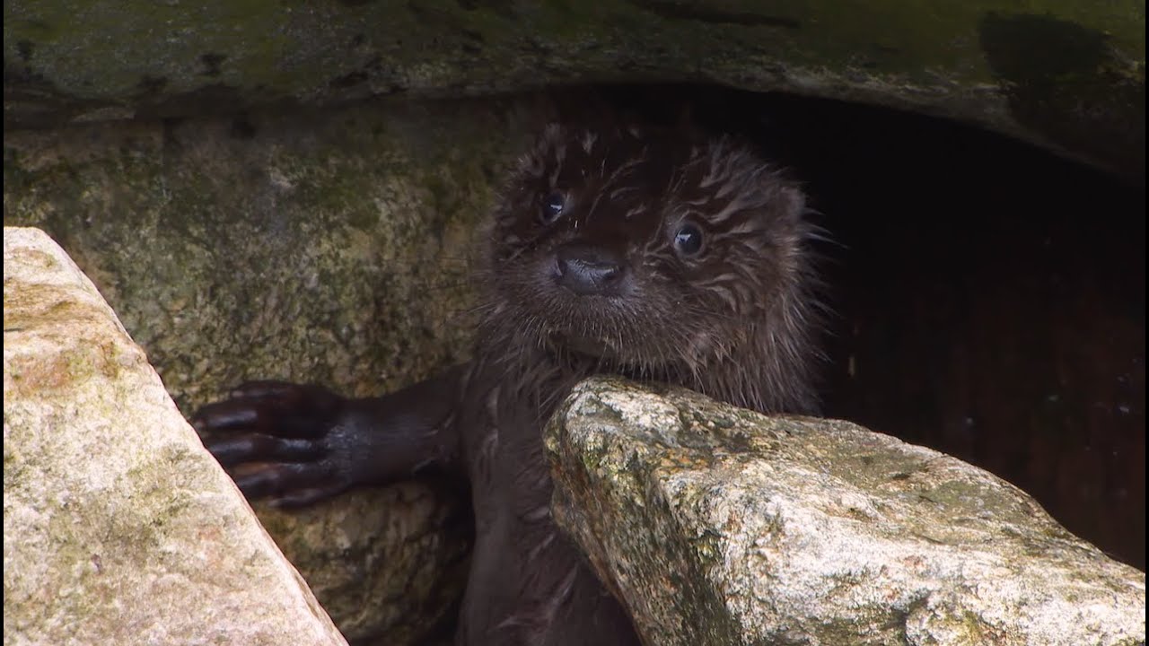 Hvor er oterne?? | Dyrepasserne S10 Episode 2