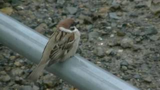 足の悪いすずめ20170408(行き道)