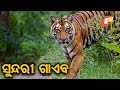 ସୁନ୍ଦରୀକୁ ଧରିବାକୁ ତୃତୀୟ ପର୍ଯ୍ୟାୟ ପ୍ରୟାସ ଆରମ୍ଭ