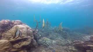 snorkeling DPL, Tumbak Village - North Sulawesi, Indonesia