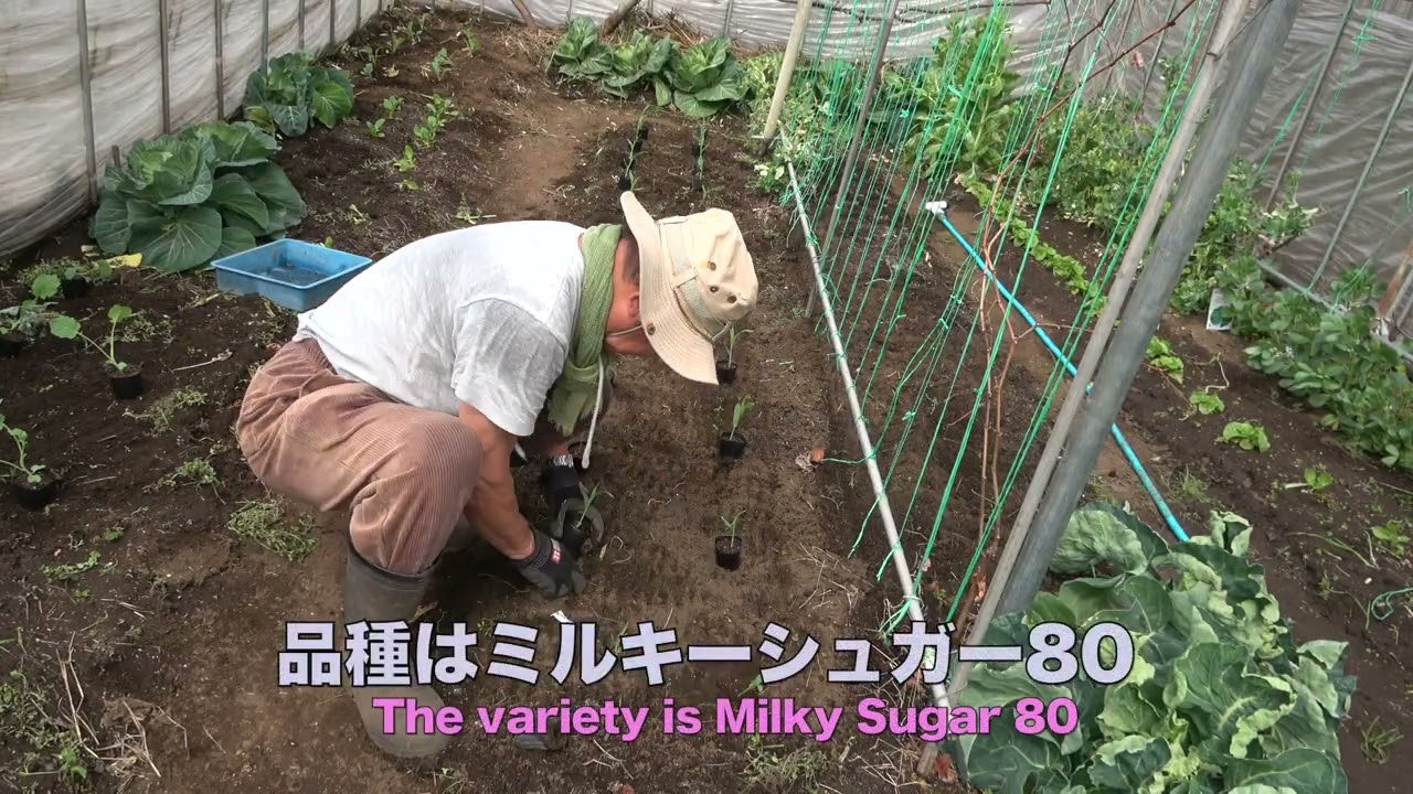 菜園だより250312種まき・苗植え - YouTube