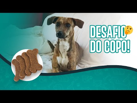 Vídeo: O que é um copo de cachorro?