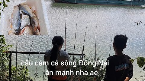 Tập 1 ( trải nghiệm câu cá sông Đồng Nai gần chợ bà miêu. Bãi câu cá cóc cày .............