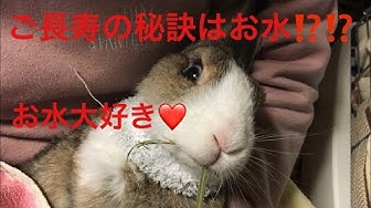 介護うさぎ Youtube 介護うさぎ Youtube