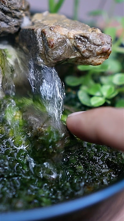 Download lagu Moss growth in the bowl waterfall scape