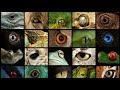 Micro Zoomed Image Of Eyes|| Animals Eye MicroZoomed Image||EP_15.