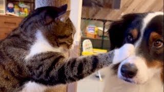 うちの犬と猫、これは絶対に会話してるよね…！？と飼い主は思います【カイルとキウイ】｜犬さんカイルと猫さんキウイ