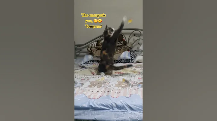 Video 11484921: siamese cat love