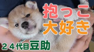 甘えん坊な24代目豆助【柴犬・豆柴】[Shiba Inu / Mameshiba/Puppy]