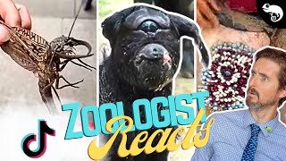 Zoologist Reacts To Viral Animal TikTok
