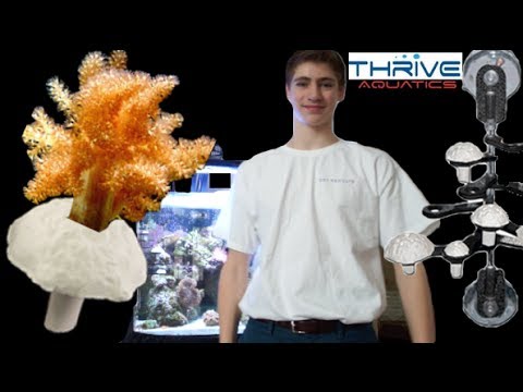 Video: 5 Hardy Corals Jūsu Pirmajai Rifu Tvertnei