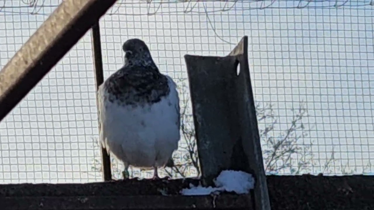 Gołębie Huberta 365😃 raz sam, raz z bratem. Kolejne dwa mniej 🤣