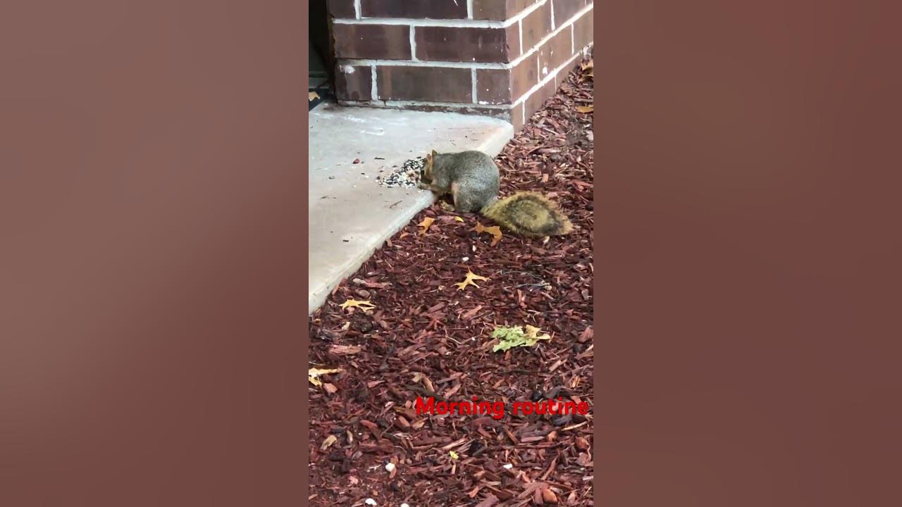 Feeding my work squirrels! - YouTube