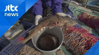 끈벌레 이어 기형 물고기까지…한강 생태계 '위험 신호'
