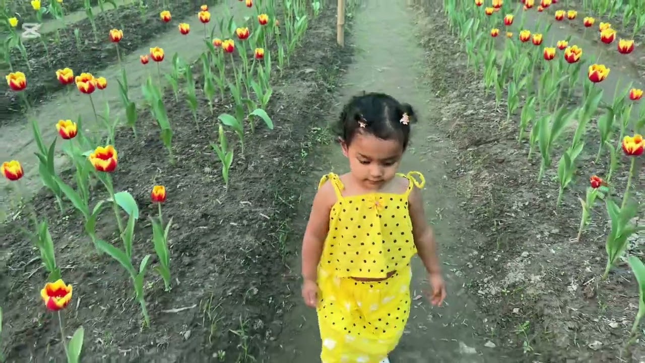 Tuilip flower garden 