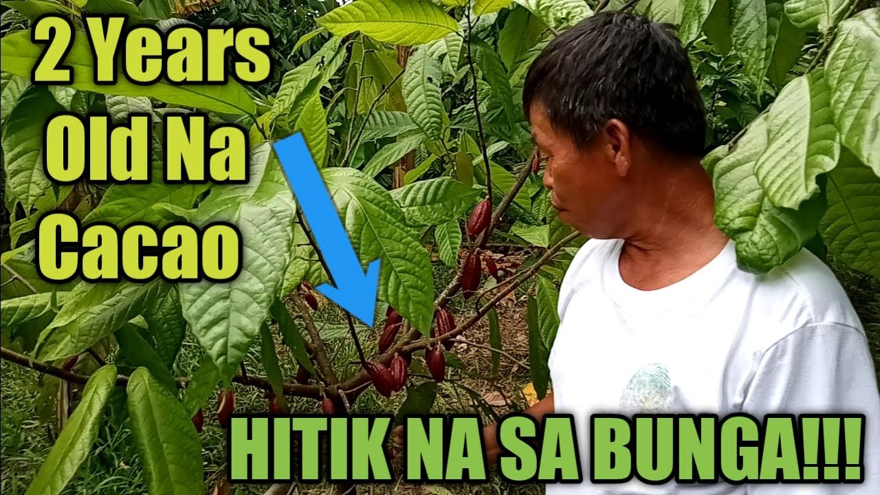 PAANO MAGING HITIK SA BUNGA ANG 2 YEARS OLD NA CACAO?