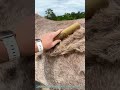 Speeding Up the Process: How Electric Tools Revolutionize Horse Hair Removal