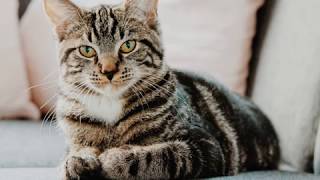 Celebrity Alinity under fire for abusing cat Net Worth