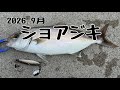2026年9月ショアジギングでネイリを狙いました