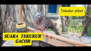 Suara Tekukur Gacor Pas Buat Pancingan