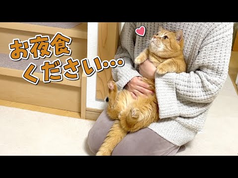 夜食をおねだりしてくる食いしん坊猫に困ってます！