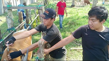 Antisipasi Anthrax, Disnakbun Pinrang Lakukan Vaksinasi