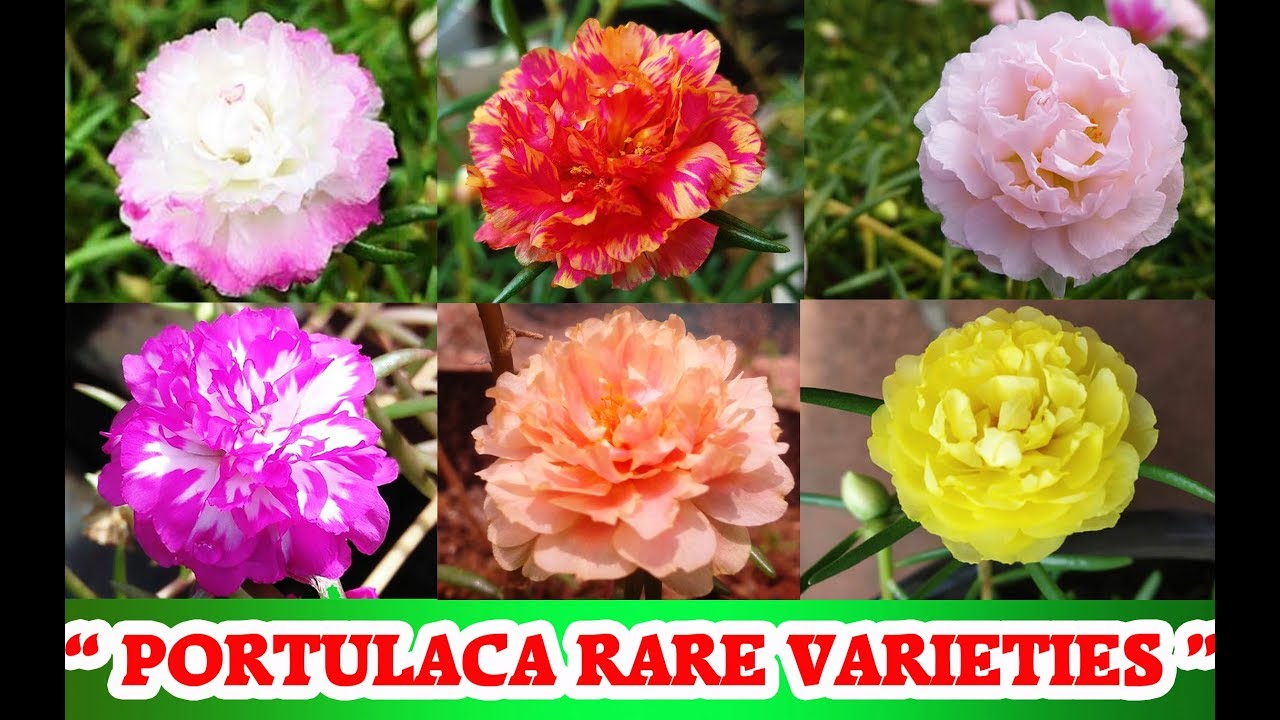 Rare Varieties Of Portulaca Grandiflora Cuttings Available For Sale Unseen Varieties Youtube Rare Varieties Of Portulaca Grandiflora Cuttings Available For Sale Unseen Varieties Youtube