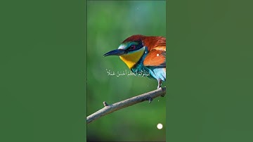 سورة الملك الآيات من 1 إلى 4 بصوت الشيخ ماهر المعيقلي