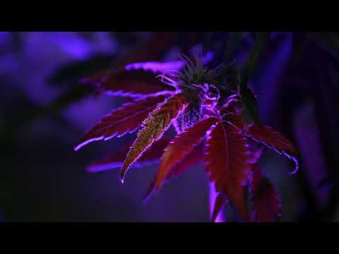 سورة الإخلاص بصوت القارئ هارون حسين أحمد عبد العزيز