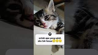 mpus kecil sedang termenung,,#cat #kitten