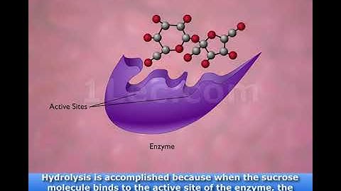 Enzyme Action and the Hydrolysis of Sucrose