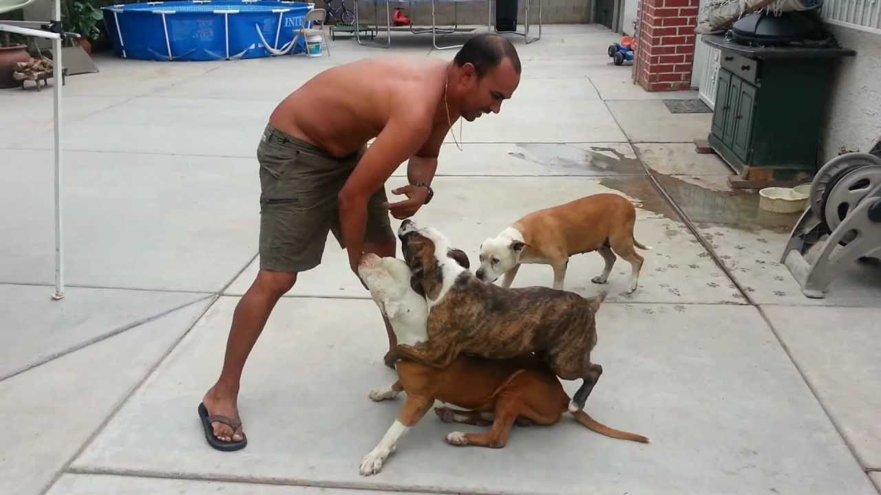 Pitbull Attack In Las Vegas YouTube bush-viper-facts-small-snakes-with-a-big-bite-animal-fact-files
